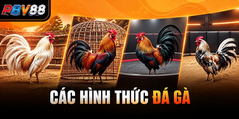 CÁC HÌNH THỨC ĐÁ GÀ