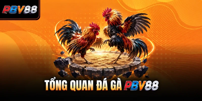 TỔNG QUAN ĐÁ GÀ PBV88